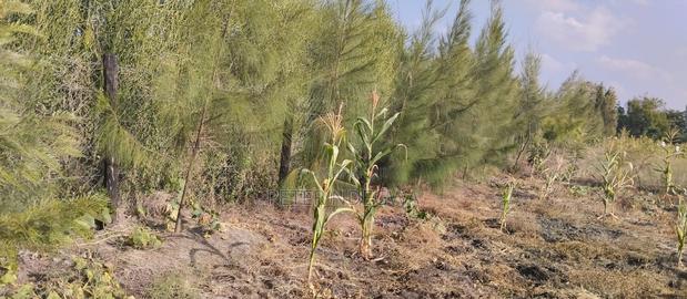 1/4 Acre Residential Plot Ruai Kangundo Road - main view