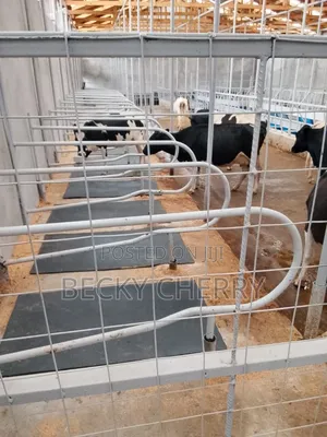 Dairy Worker Needed