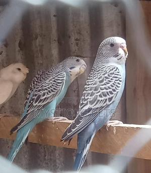 Beautiful Budgise - thumbnail 2