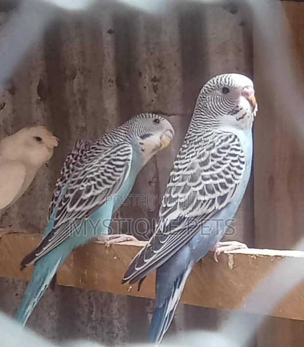 Beautiful Budgise - main view