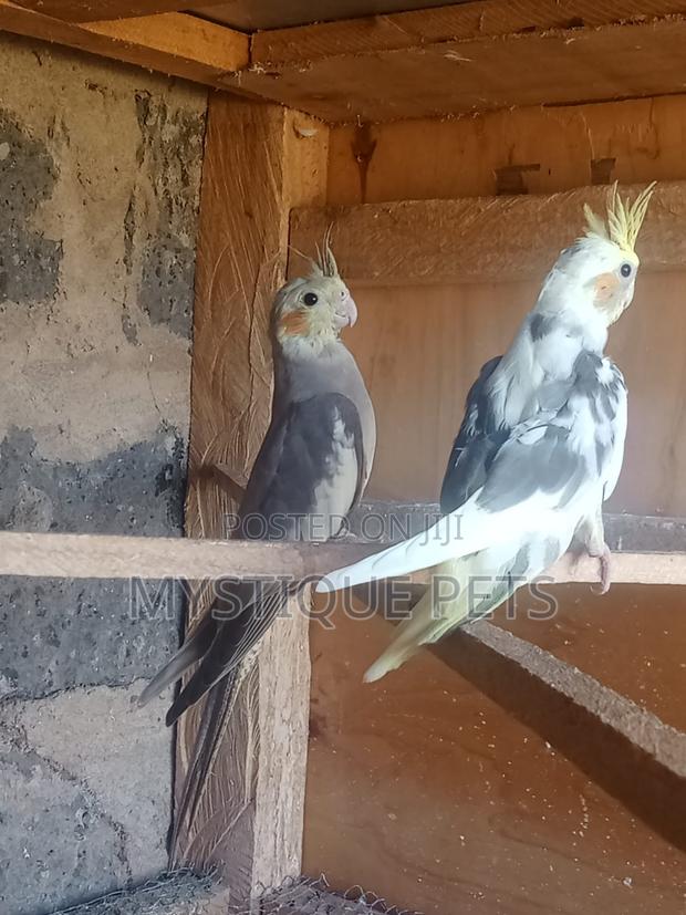 Cocktails Birds - main view