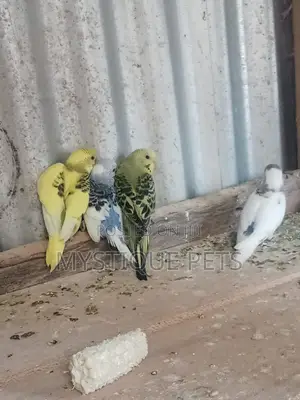 Budgise Parrots