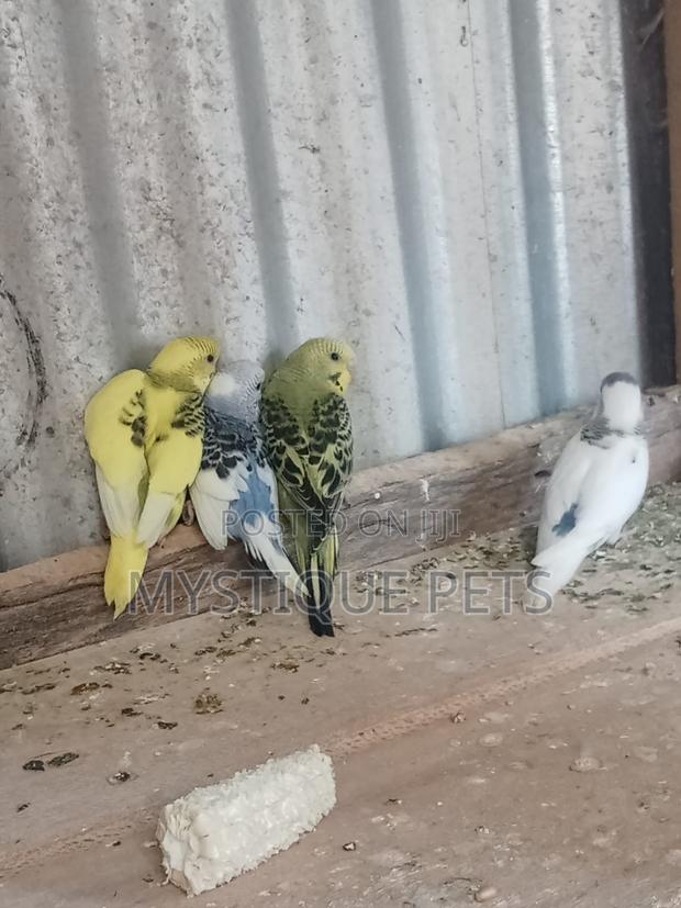 Budgise Parrots - main view