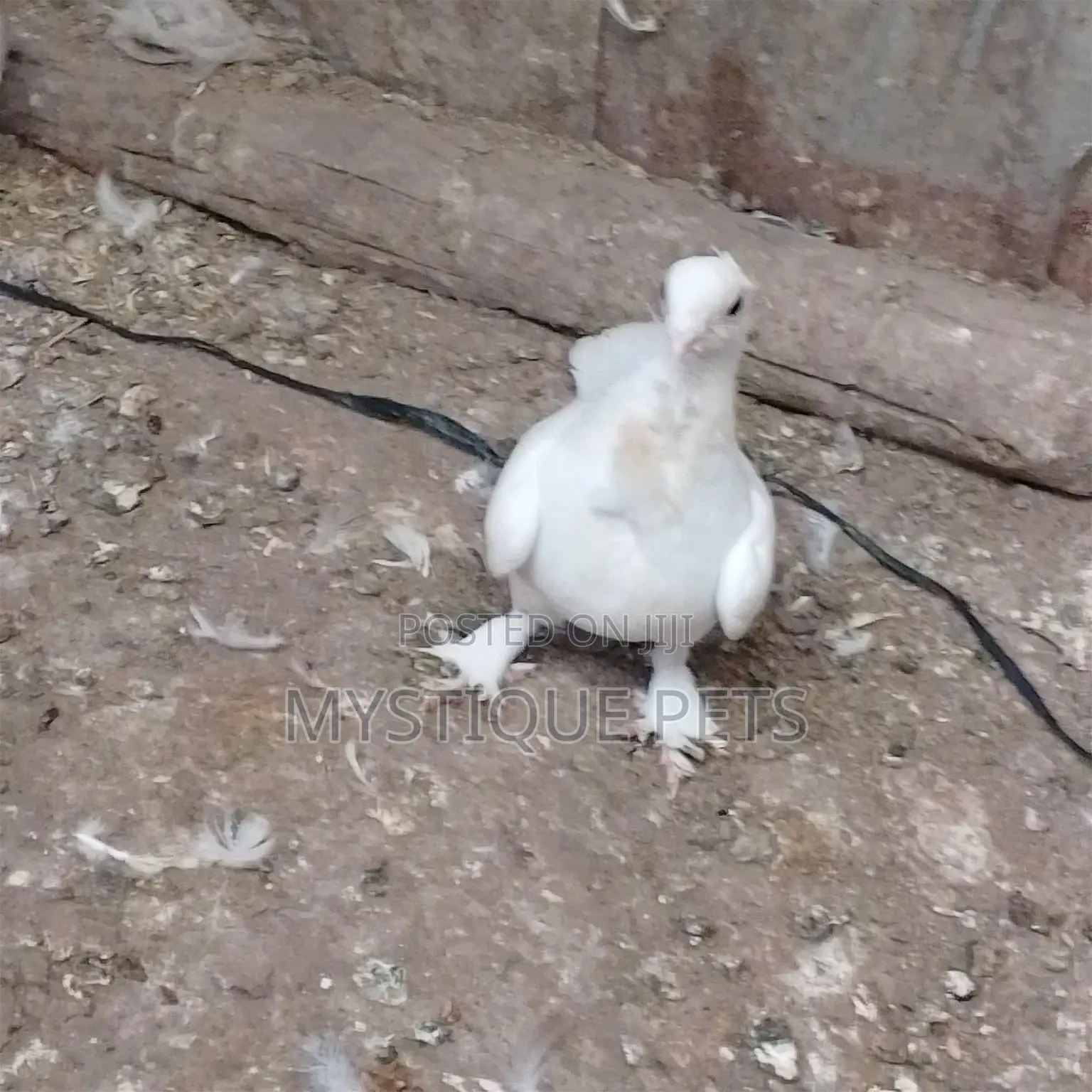 Short Beaks