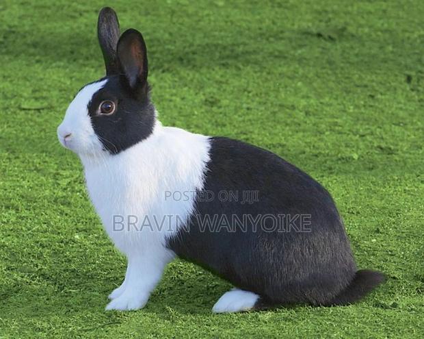 Rabbit for Sell - main view