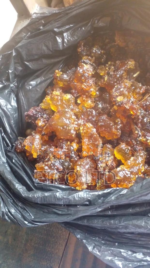 Haggar Gum - main view