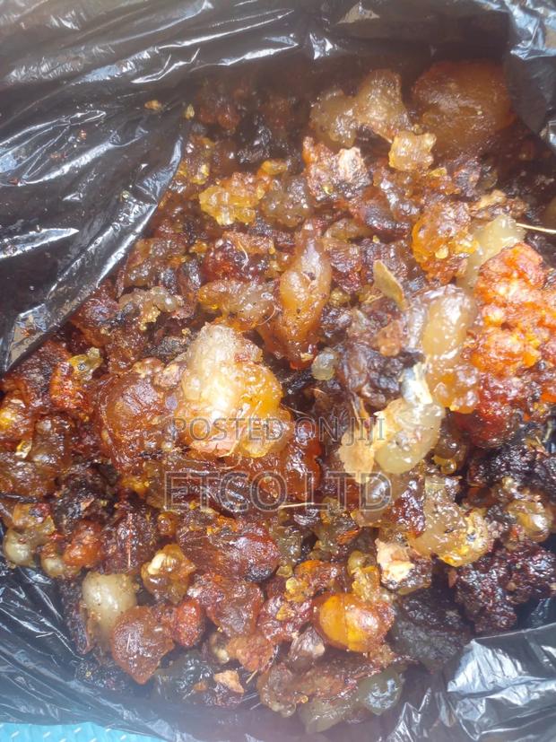 Haggar Gum - thumbnail 4