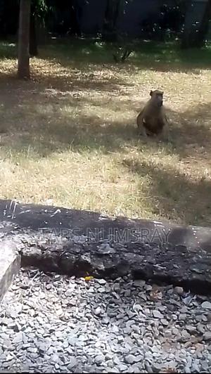 Plot For Sale - thumbnail 2