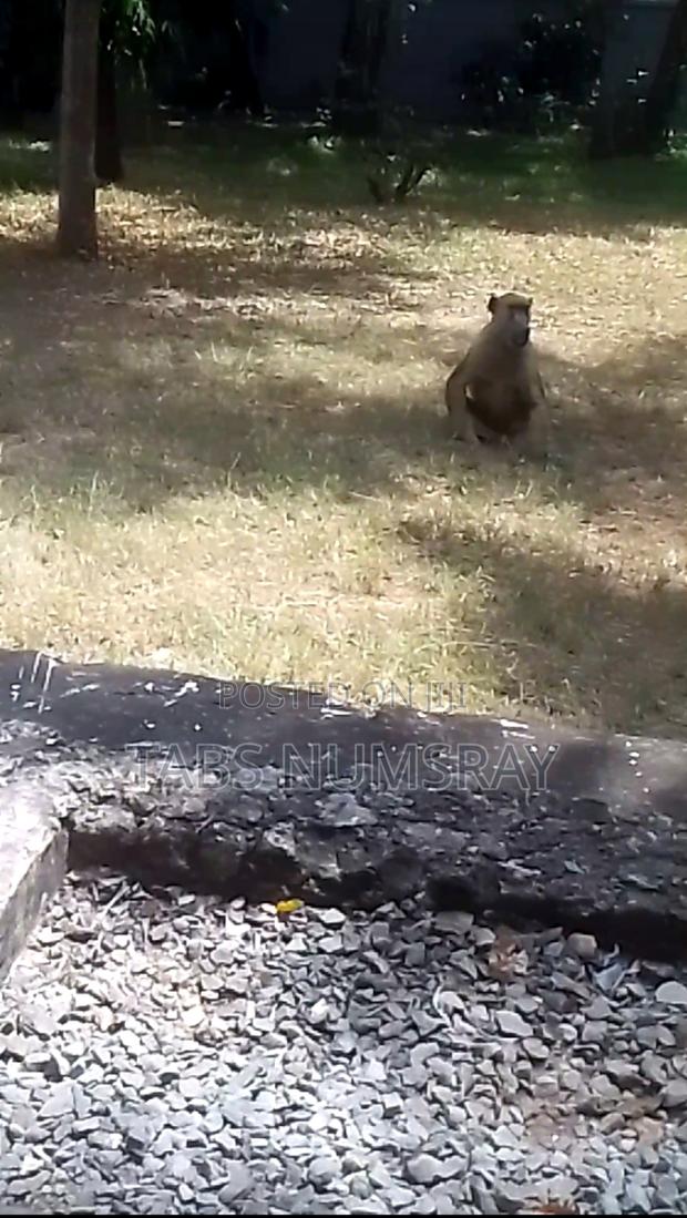 Plot For Sale - main view