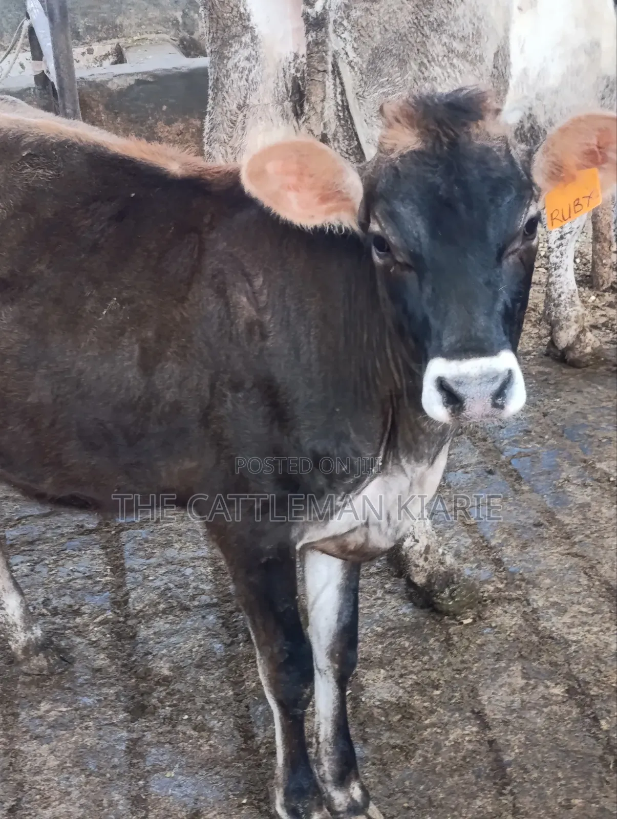 Jersey Heifer