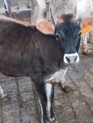 Jersey Heifer - thumbnail 2