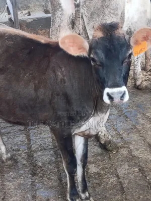 Jersey Heifer