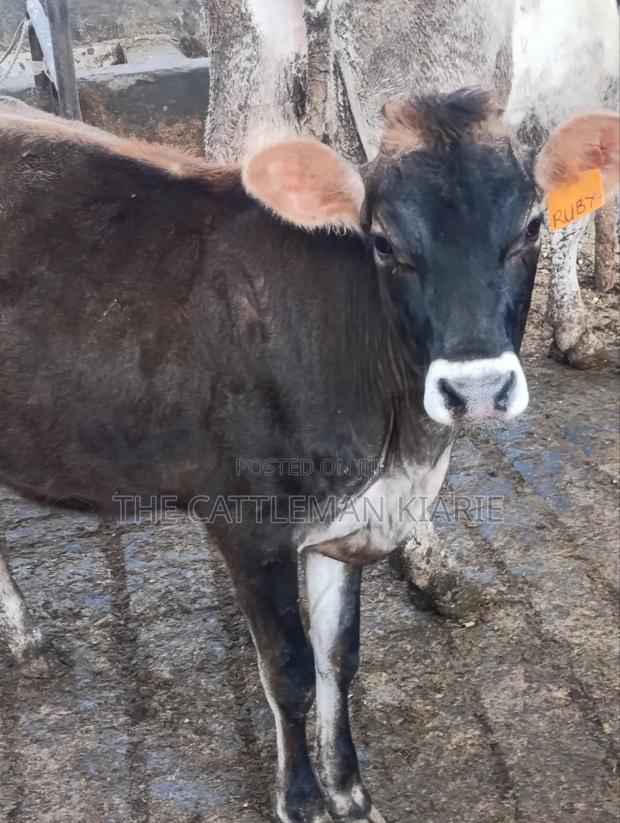 Jersey Heifer - main view