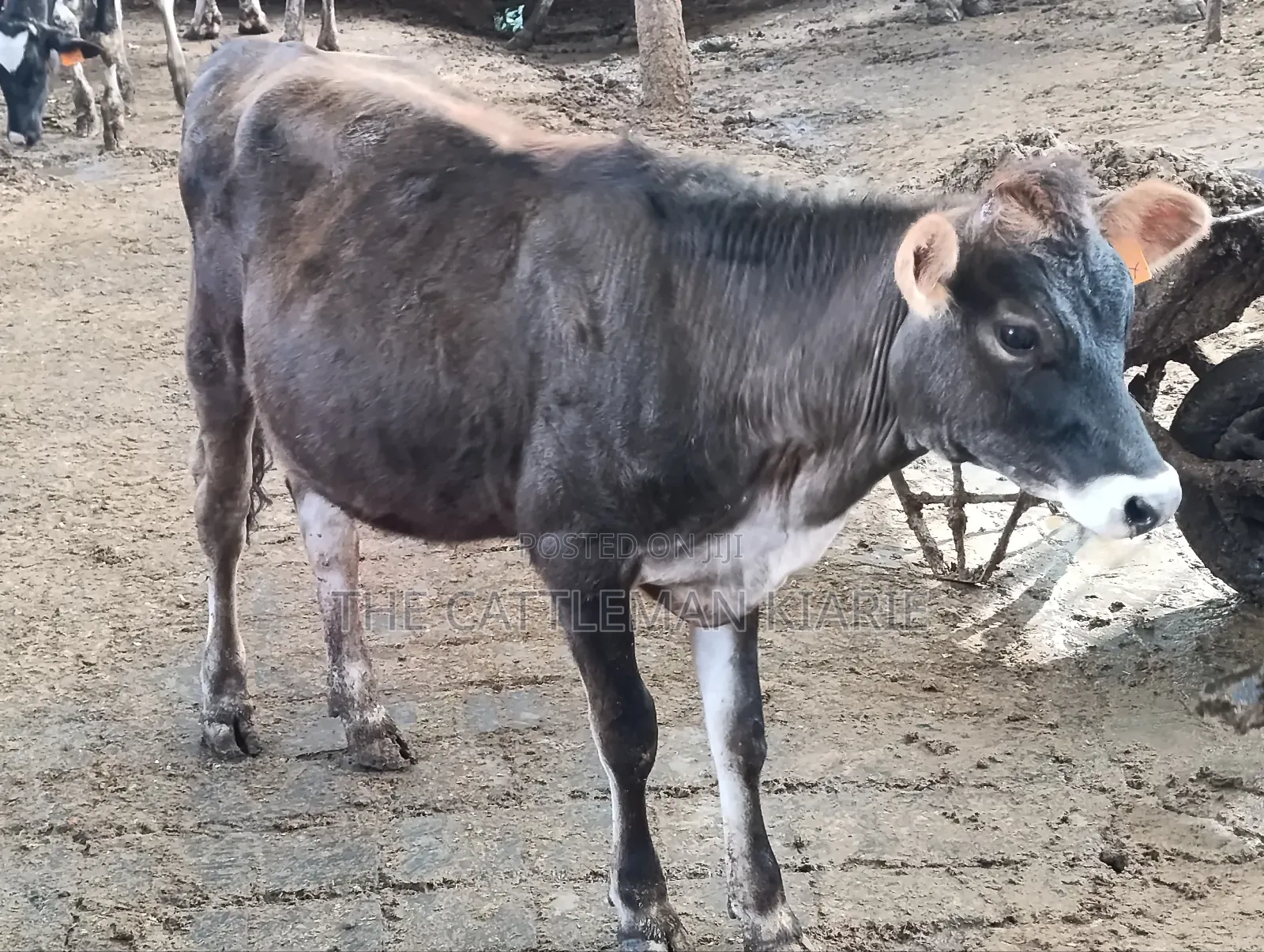 Jersey Heifer