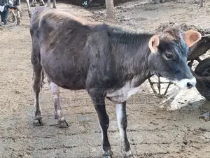 Jersey Heifer