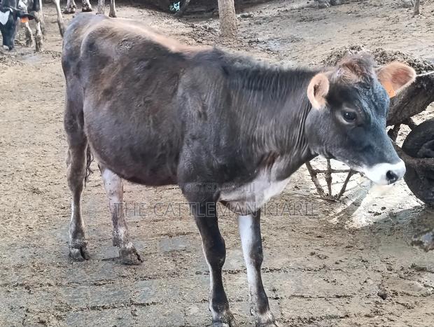 Jersey Heifer - thumbnail 3