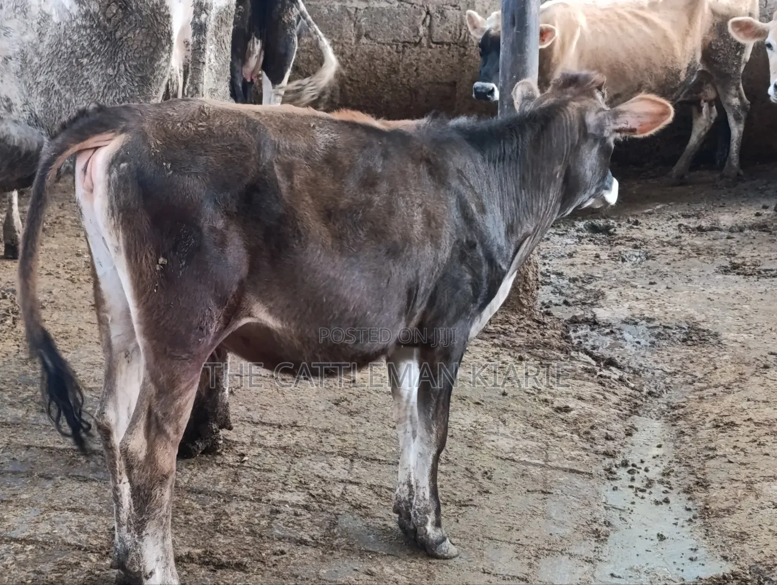 Jersey Heifer