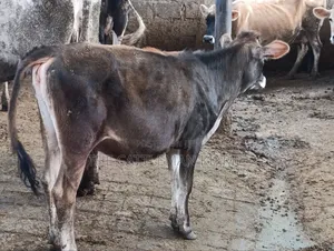 Jersey Heifer
