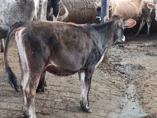 Jersey Heifer - thumbnail 4