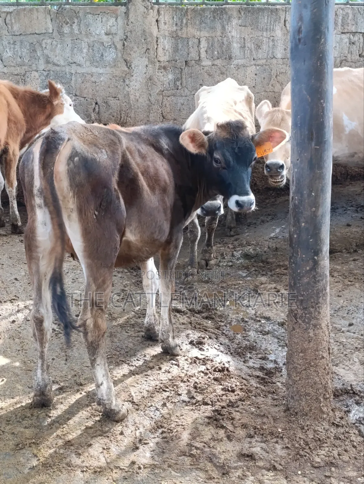 Jersey Heifer