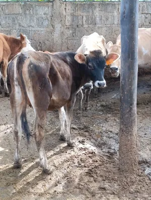 Jersey Heifer