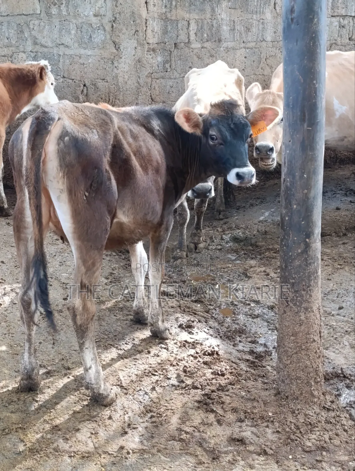 Jersey Heifer