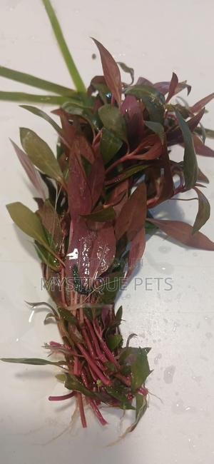 Live Plants - thumbnail 2