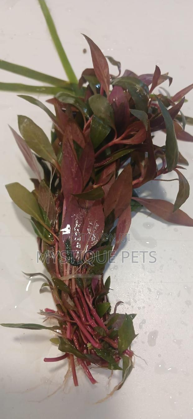 Live Plants - main view