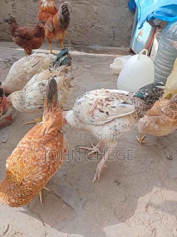 Kienyeji Jogoo - thumbnail 3