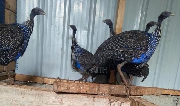 Vulturine Guinea Fowls