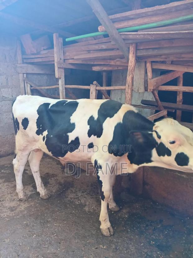 Holstein Freshian Bull. - main view