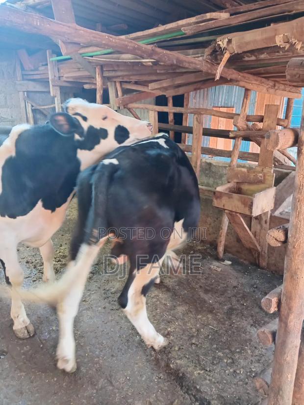 Holstein Freshian Bull. - thumbnail 3