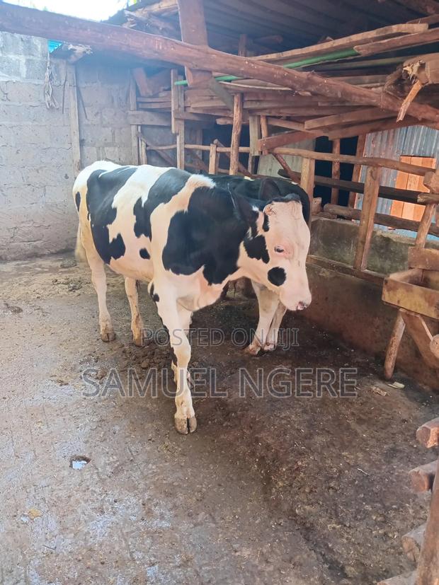 Rachel Farm. - main view