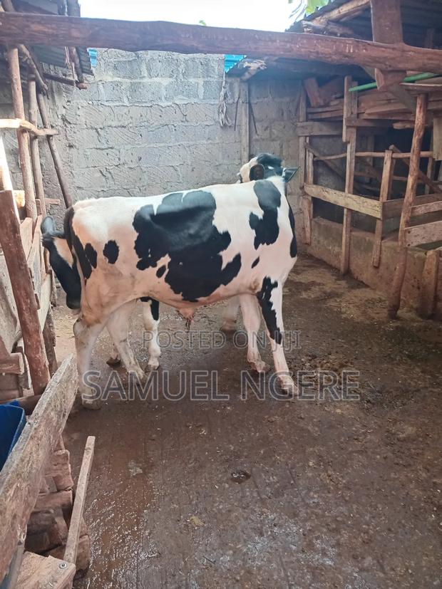 Rachel Farm. - thumbnail 2