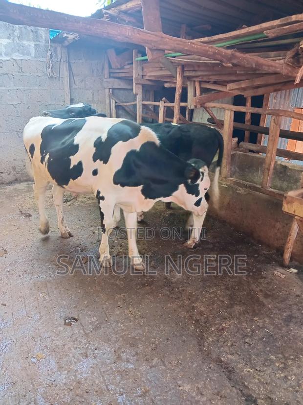 Rachel Farm. - thumbnail 3