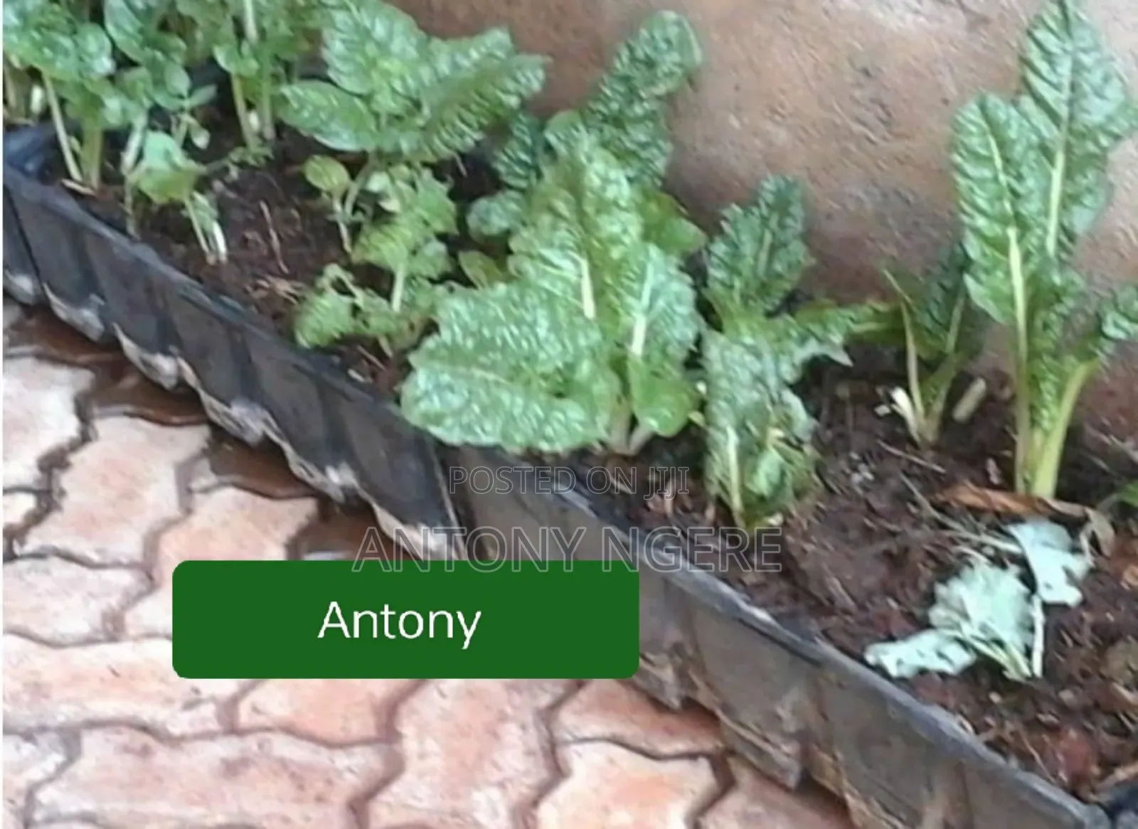 Rectangular Planters