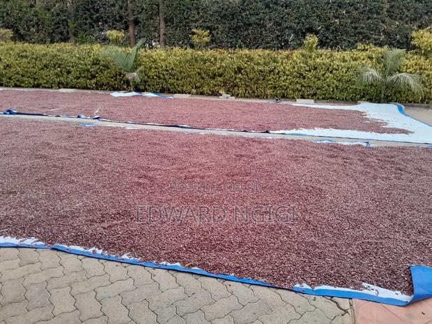 Nyayo Beans - thumbnail 2