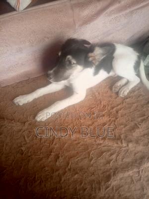 3-6 months Male Mixed Breed Japanese Spitz - thumbnail 2