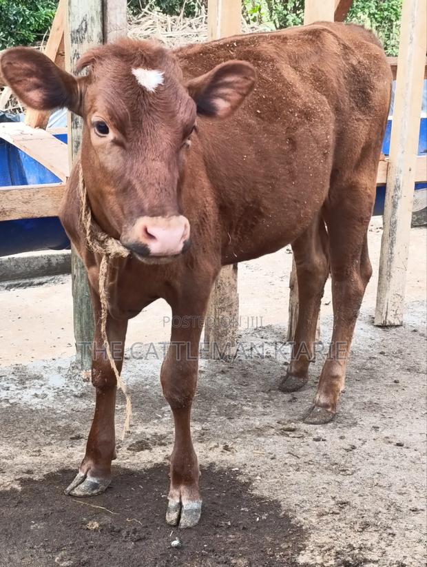 Red Poll / Ayrshire - main view