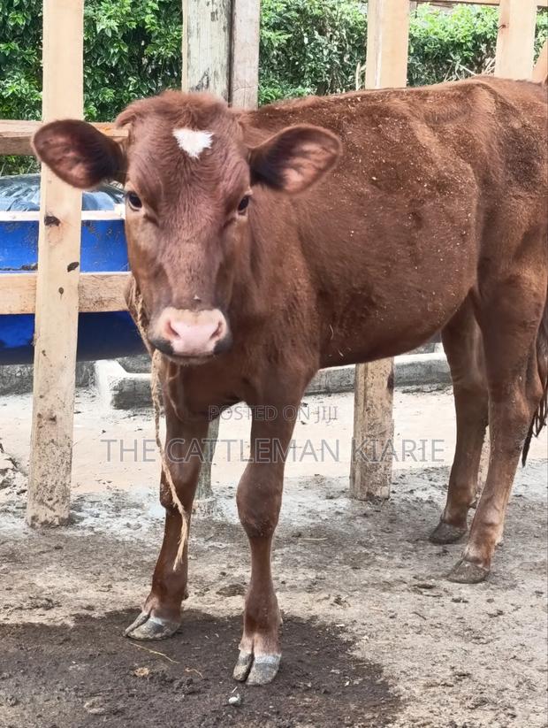 Red Poll / Ayrshire - thumbnail 3