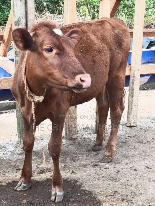 Red Poll / Ayrshire - thumbnail 4
