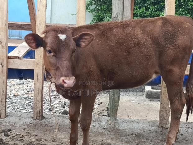 Red Poll / Ayrshire - thumbnail 5