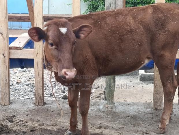 Red Poll / Ayrshire - thumbnail 6