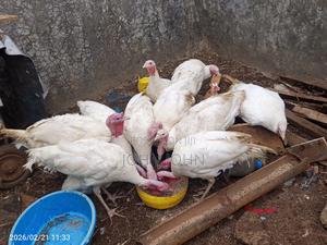 White Holland Turkeys Pairs - thumbnail 2