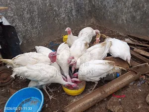 White Holland Turkeys Pairs