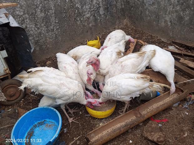 White Holland Turkeys Pairs - thumbnail 3