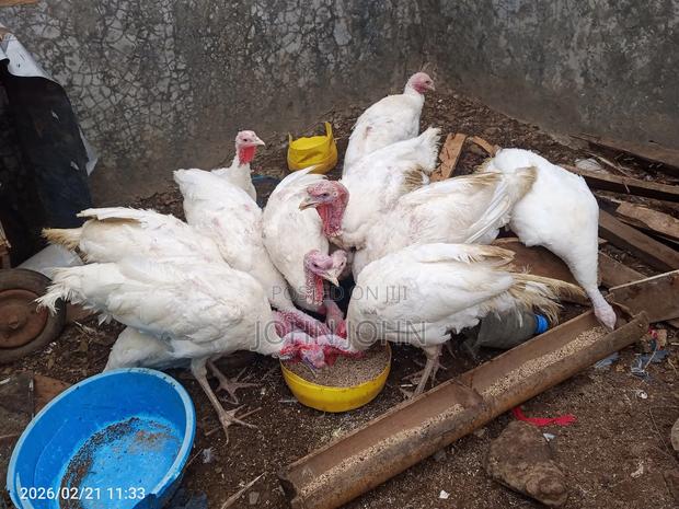 White Holland Turkeys Pairs - thumbnail 4