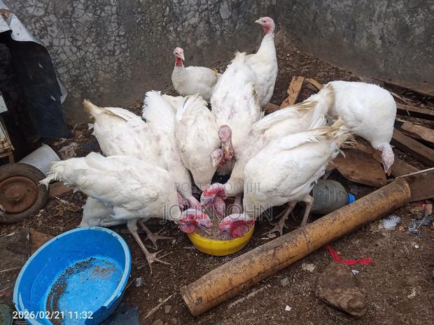 White Holland Turkeys Pairs - thumbnail 5