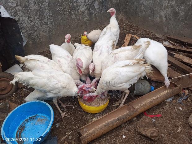 White Holland Turkeys Pairs - thumbnail 6