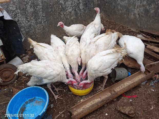 White Holland Turkeys Pairs - thumbnail 7